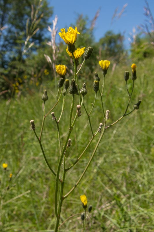 Pilosella piloselloides (=Hieracium piloselloides) / Sparviere fiorentino